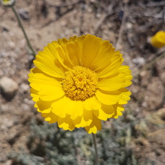 Baileya multiradiata