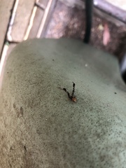 Stephanopis barbipes