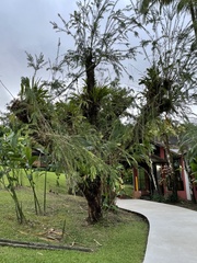 Melaleuca viminalis
