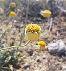 Baileya multiradiata