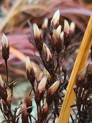 Vernonia lettermannii