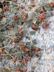 Euphorbia setiloba