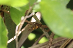 Uresiphita maorialis