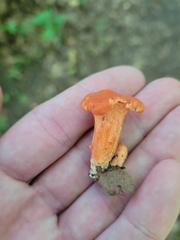 Cantharellus cinnabarinus