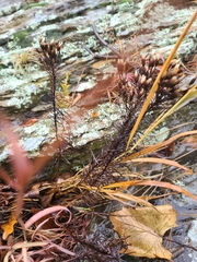 Vernonia lettermannii