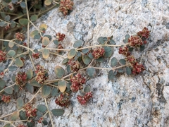Euphorbia setiloba