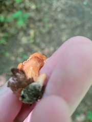 Cantharellus cinnabarinus