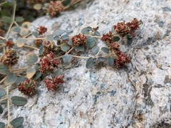 Euphorbia setiloba