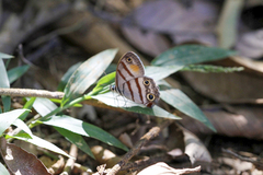 Cissia labe