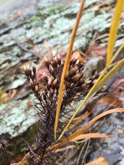 Vernonia lettermannii