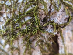 Frullania eboracensis