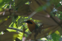 Baryphthengus martii