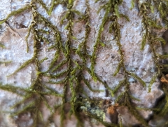 Frullania eboracensis