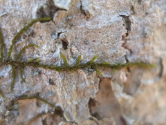 Frullania eboracensis