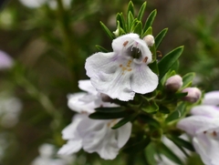 Prostanthera behriana