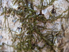 Frullania eboracensis