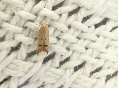 Tachystola hemisema