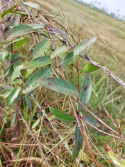 Prestonia