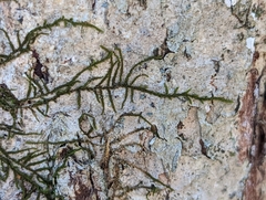 Frullania eboracensis