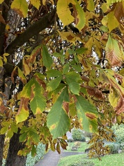 Aesculus hippocastanum