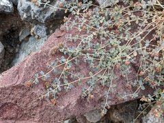 Euphorbia setiloba