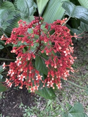 Clerodendrum paniculatum