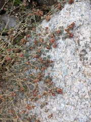 Euphorbia setiloba