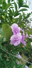 Brunfelsia pauciflora