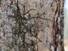 Frullania eboracensis