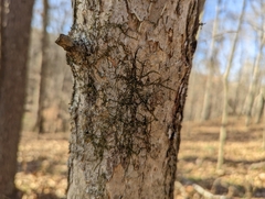 Frullania eboracensis