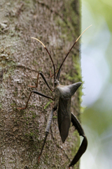 Acanthocephala pittieri