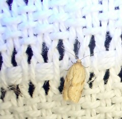 Epiphyas postvittana