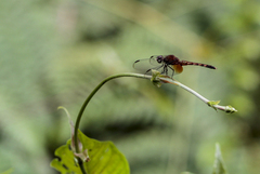 Erythrodiplax fervida