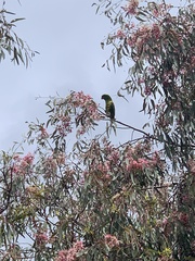 Trichoglossus chlorolepidotus