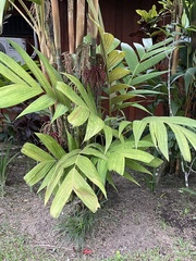 Pinanga coronata