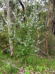 Prostanthera behriana