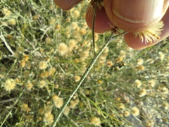 Bebbia juncea aspera