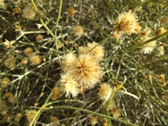 Bebbia juncea aspera