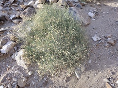 Bebbia juncea aspera