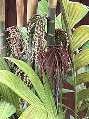 Pinanga coronata