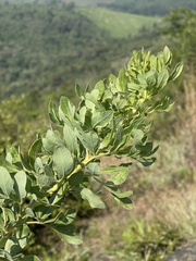 Heteromorpha involucrata