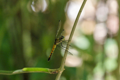 Cannaphila