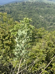 Heteromorpha involucrata