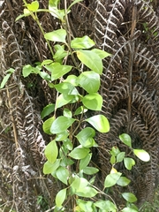 Parsonsia heterophylla