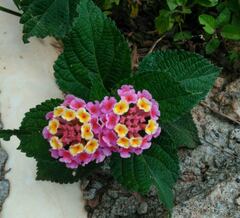 Lantana × strigocamara