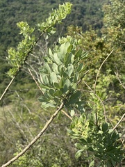Heteromorpha involucrata