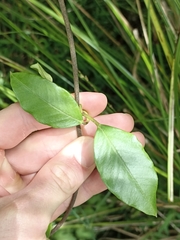 Parsonsia heterophylla