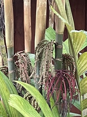 Pinanga coronata