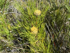 Isopogon anethifolius