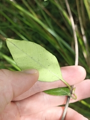 Parsonsia heterophylla
